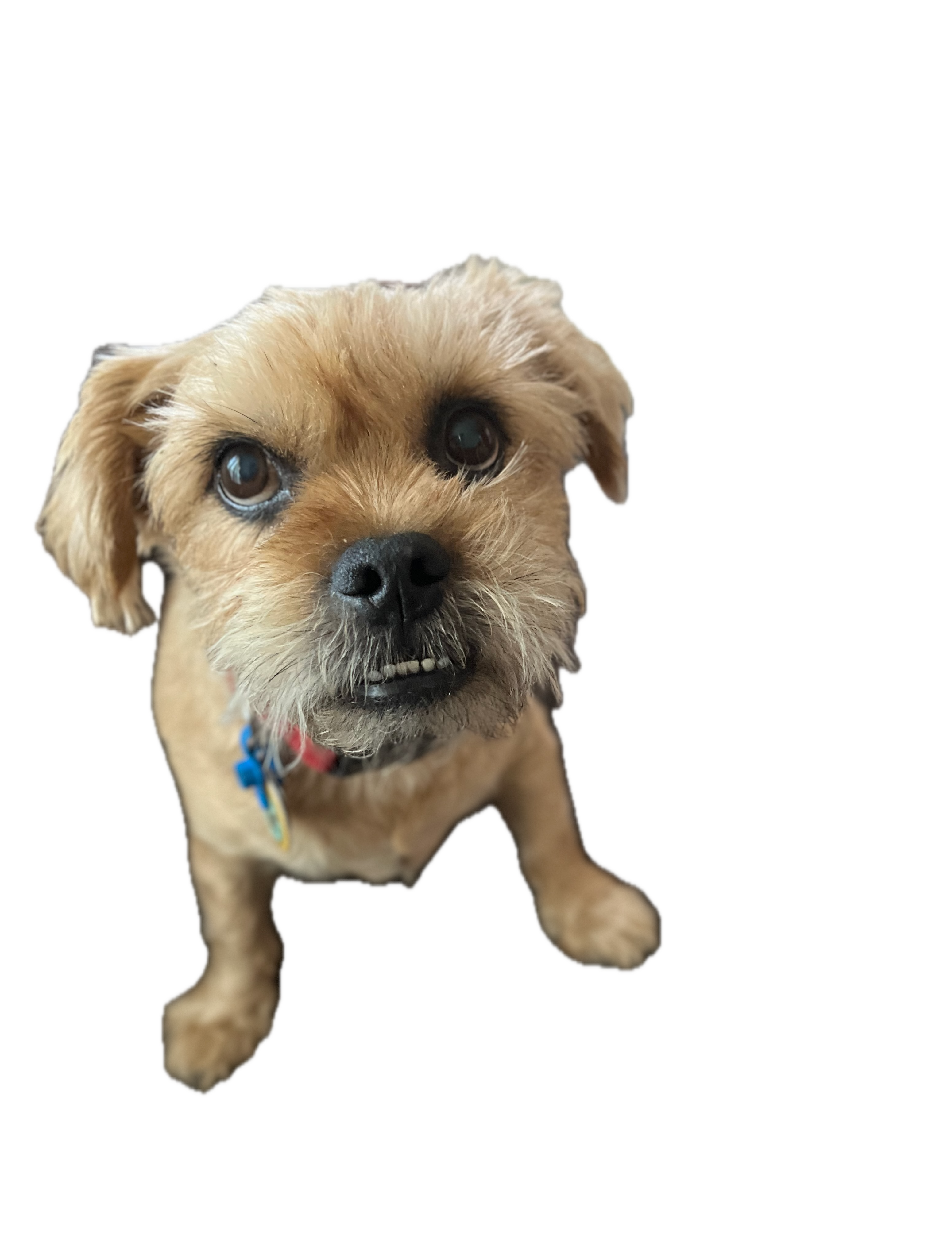 Dogs